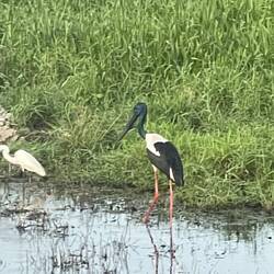 Jabiru