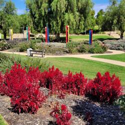Some brilliantly coloured red plants in a scented garden.