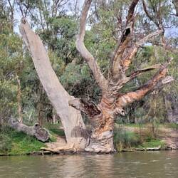 An interesting tree which wouldn't look out of place in a Modern Art gallery