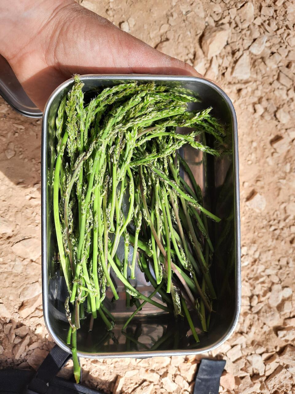Wilder Spargel