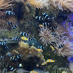 Fish at the Aquarium