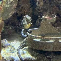 Big Bellied Seahorse