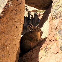 Ein Bergviscacha (Hasenmaus)