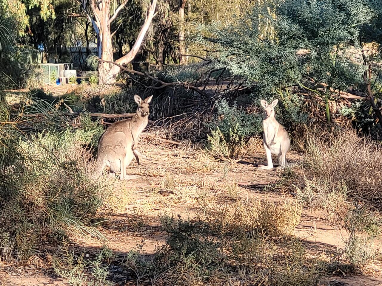 Roos everywhere here. Even near the centre of Wentworth.