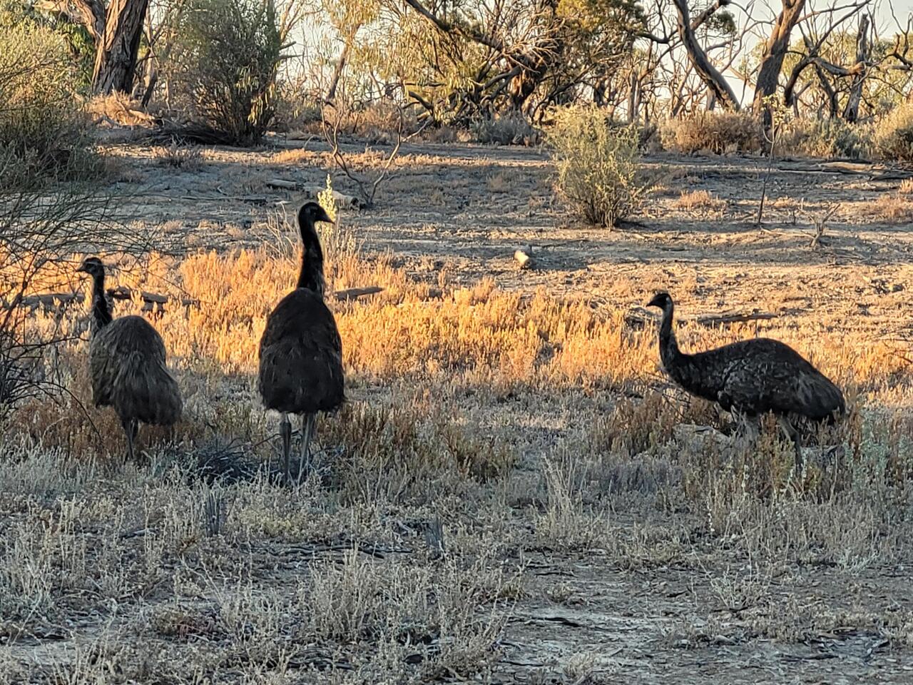 Some emus strolling around quite tamely near the te t this morning.