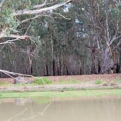 Some of the beautiful red gum forest which would have been destroyed if the Chowilla Dam had gone ahead. It wa