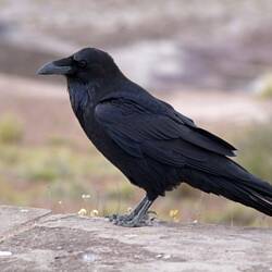 wir wurden verfolgt...