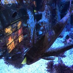 Aquarium fishy