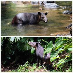 Ein Tapir!