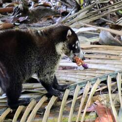 Nasenbär auf Krabbenfang 🦀