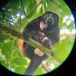 Es könnte ein Männchen sein 🙈