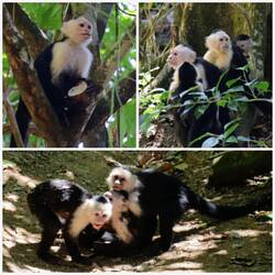 Sie wollen nur spielen 🐒