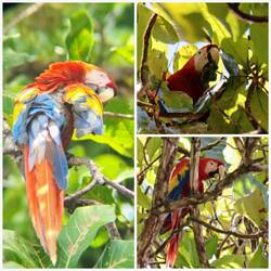 Aras im Mandelbaum über uns 🦜