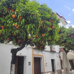 Die vollen Orangenbäume, mhmh die duften soo gut