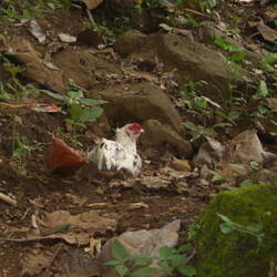 Das Huhn brütet einfach irgendwo in der Natur