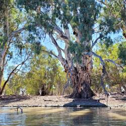 Another big gnarled RRG!