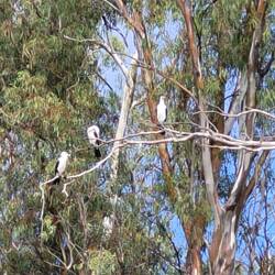 A group of cormorants (?) having g a rest.