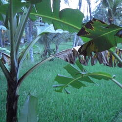 Blick vom Tisch auf die Reisfelder