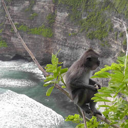 Auf einem kleinen Ästchen, über dem Abgrund!