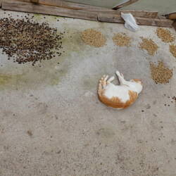 Séchage du café mais pas que...