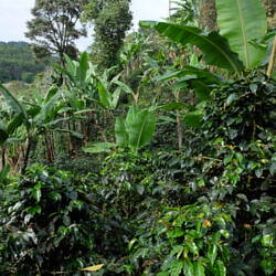 Le bananier protège et favorise la croissance des caféiers