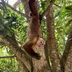 Merci pour la mangue
