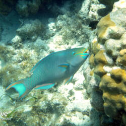 Parrot fish