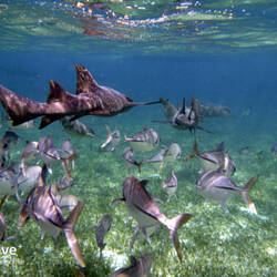 Nurse sharks