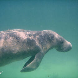 Manatee