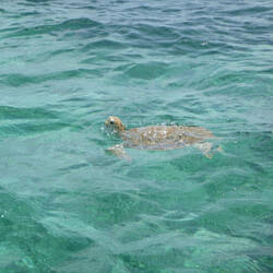 Green turtle