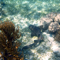 Nurse shark