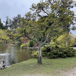 Beacon Hill Park