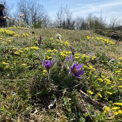 Kuhschelle - nur fotografiert!
