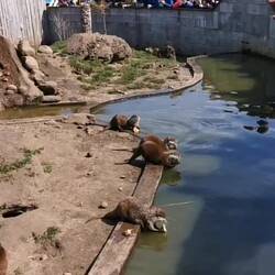 Frische Küken für alle 🙄