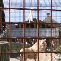 Majestätisch präsentiert er seine Beute.