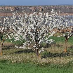 Auch an der Laguna de Gallocanta wird es Frühling