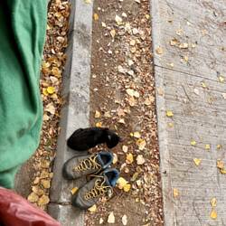 Babykatzen füttern morgens