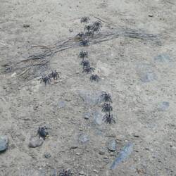 Eine kleine Spinnenarmee kreuzt hier unseren Weg 😖