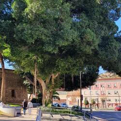 Und ein kleiner Fikus Benjamin