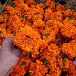 Blumen für Canang / kwiaty dla canang/ flowers for Canang