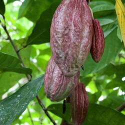 Kakaofrucht