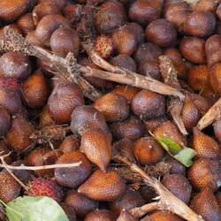 Schlangenfrucht / snacke fruit / owoc węża