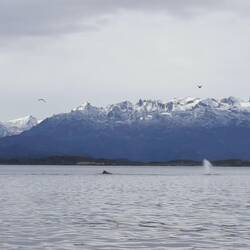 Wunderschöni Landschafte und e Gruppe vo Buckelwal