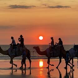 Camels Cable beach