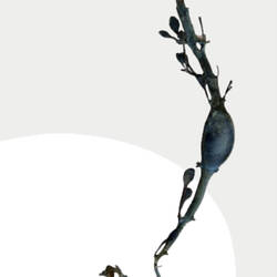 Diese Firma produziert bereitsaus Algen, z. B. Tücher