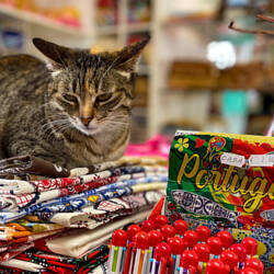 Portugal appears more of a dog vs cat country, so was happy to spot one!