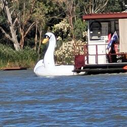 More wildlife. An outsized white swan!