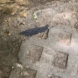 All individual catepillars - moving as one