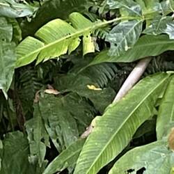 The little yellow squiggle - a viper!