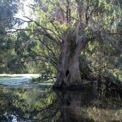 Wonga Wetlands